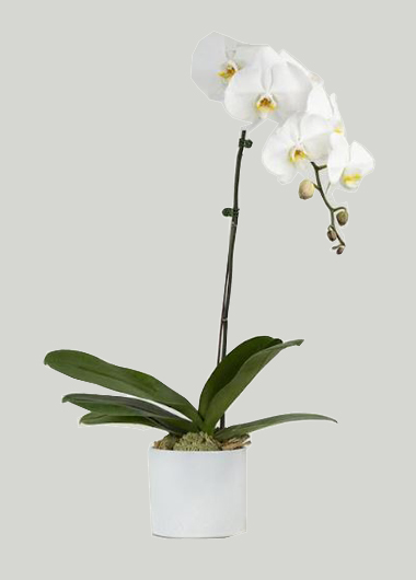 1 Phalanopsis Orchids Plant – 165 Aed