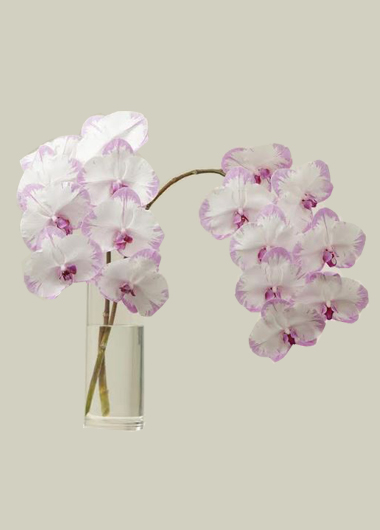2 Cut Double Shaded Phalanopsis Orchids – 189 Aed