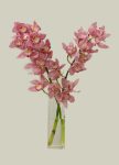 2 Cut Pink Cymbidium Orchids – 199 Aed