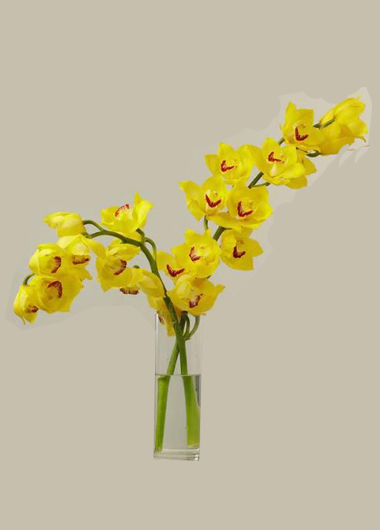 2 Yellow Cut Cymbidium Orchids – 199 Aed